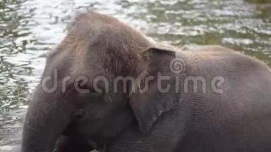 大象洗澡.. 亚洲野生动物园。 嘴巴闭起来